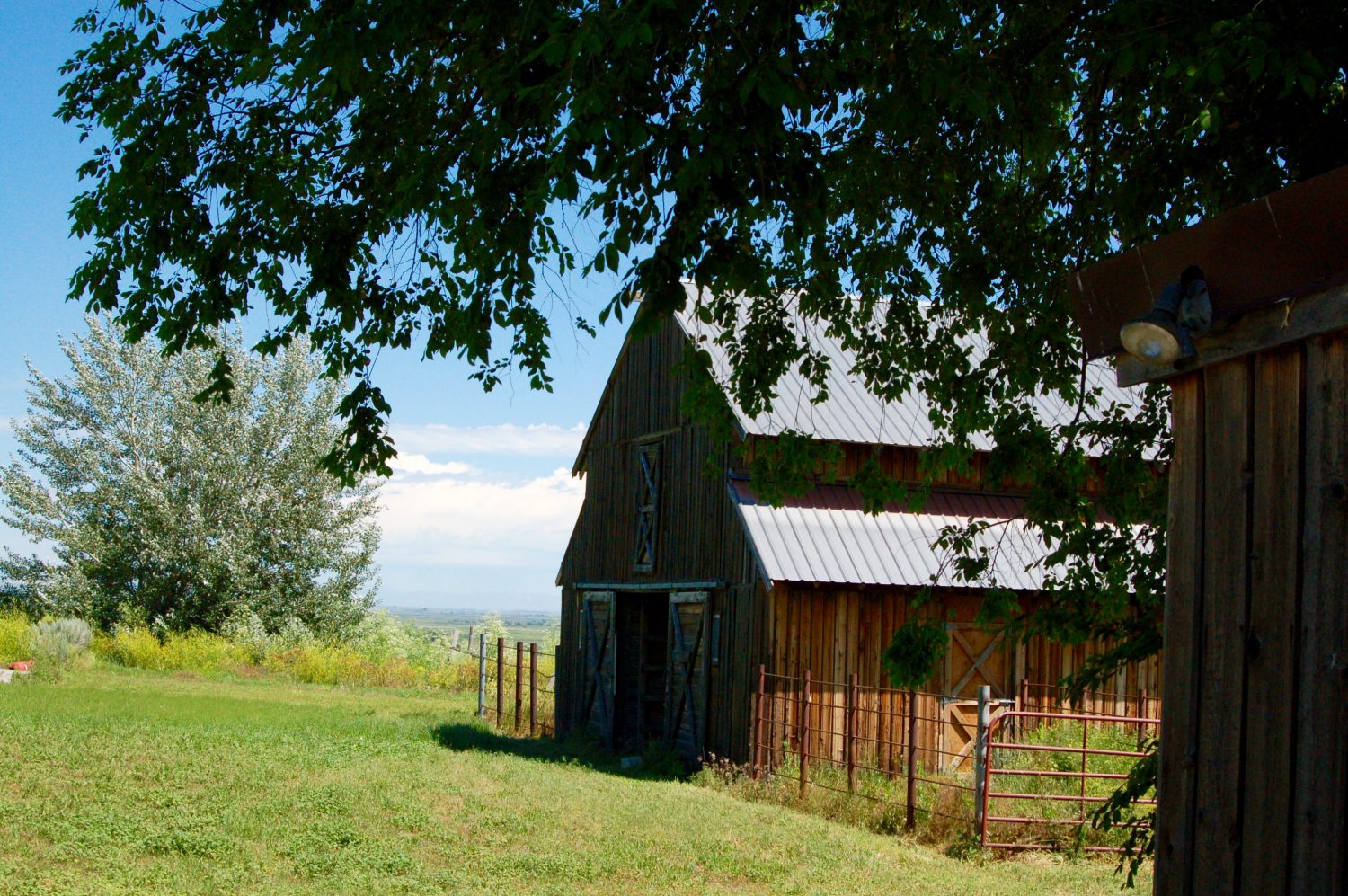 View of an old barn under the view of some trees.