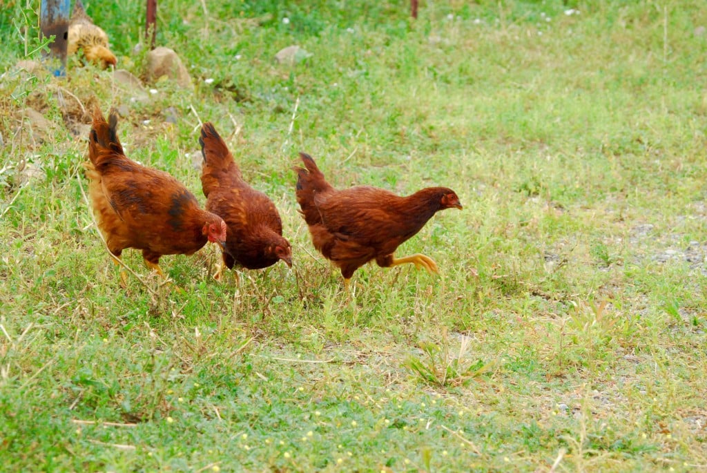 Three rhode island red chickens grazing in a field.