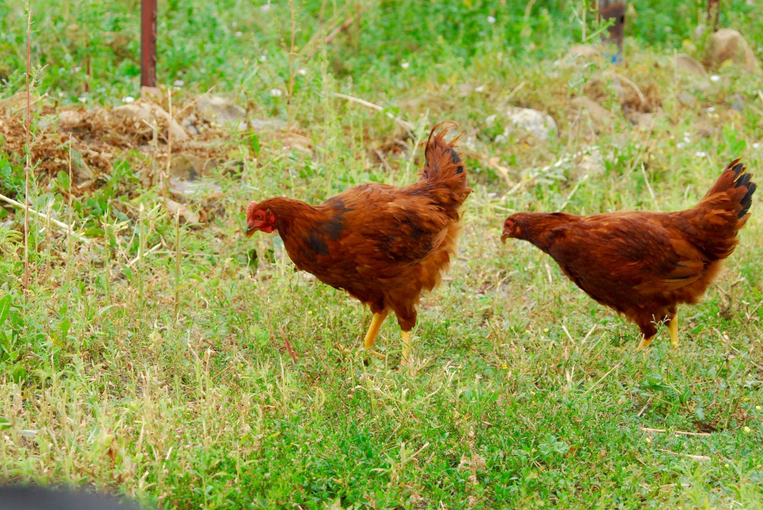 Rhode island red hen and rooster in a field.