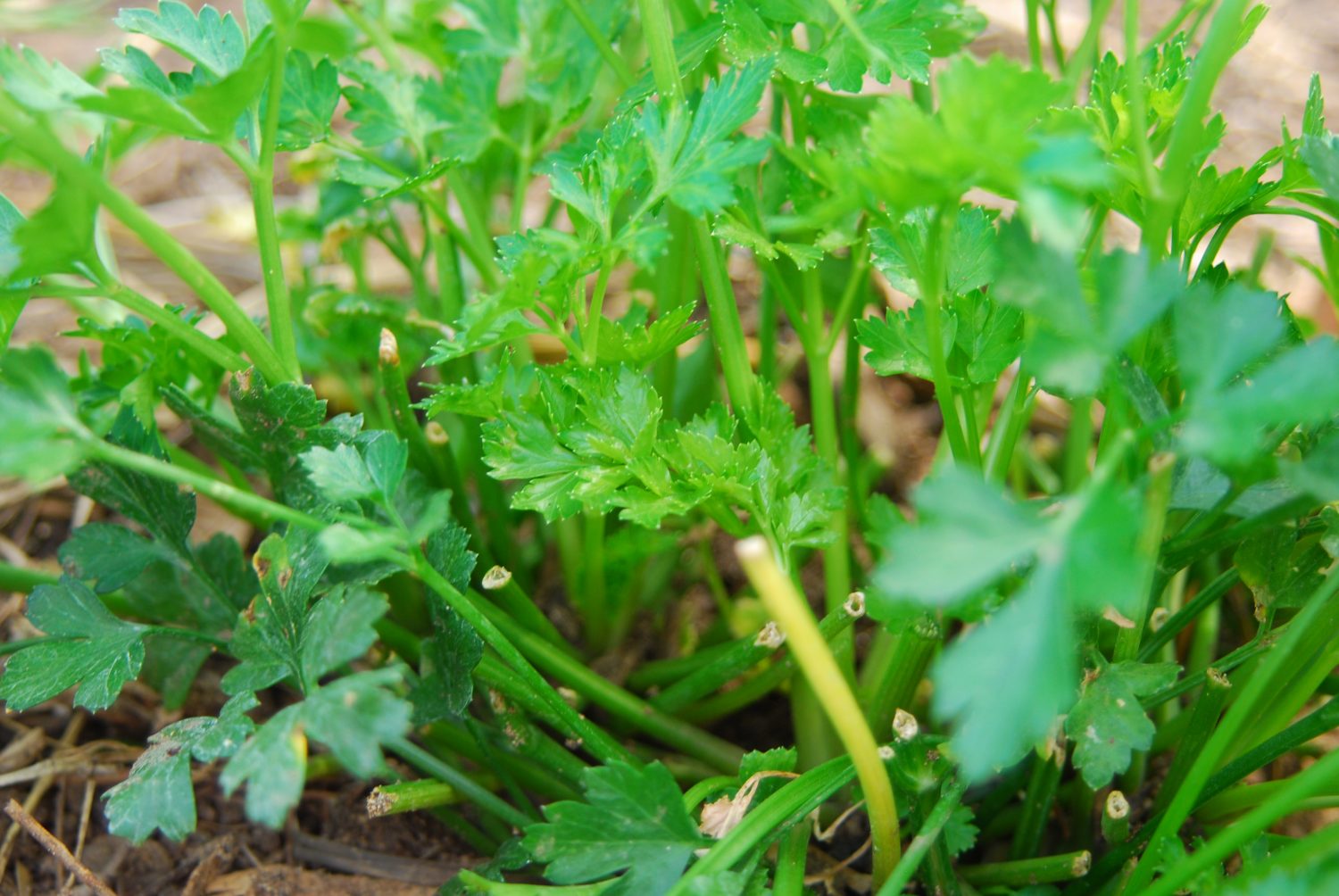 Close-up of cut parsley stems.