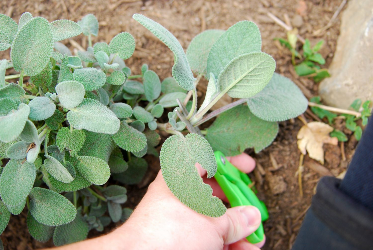 Demo of where to cut sage leaves.