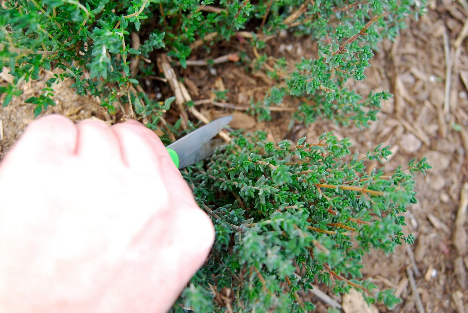 How to cut a large sprig of thyme on a thyme plant.