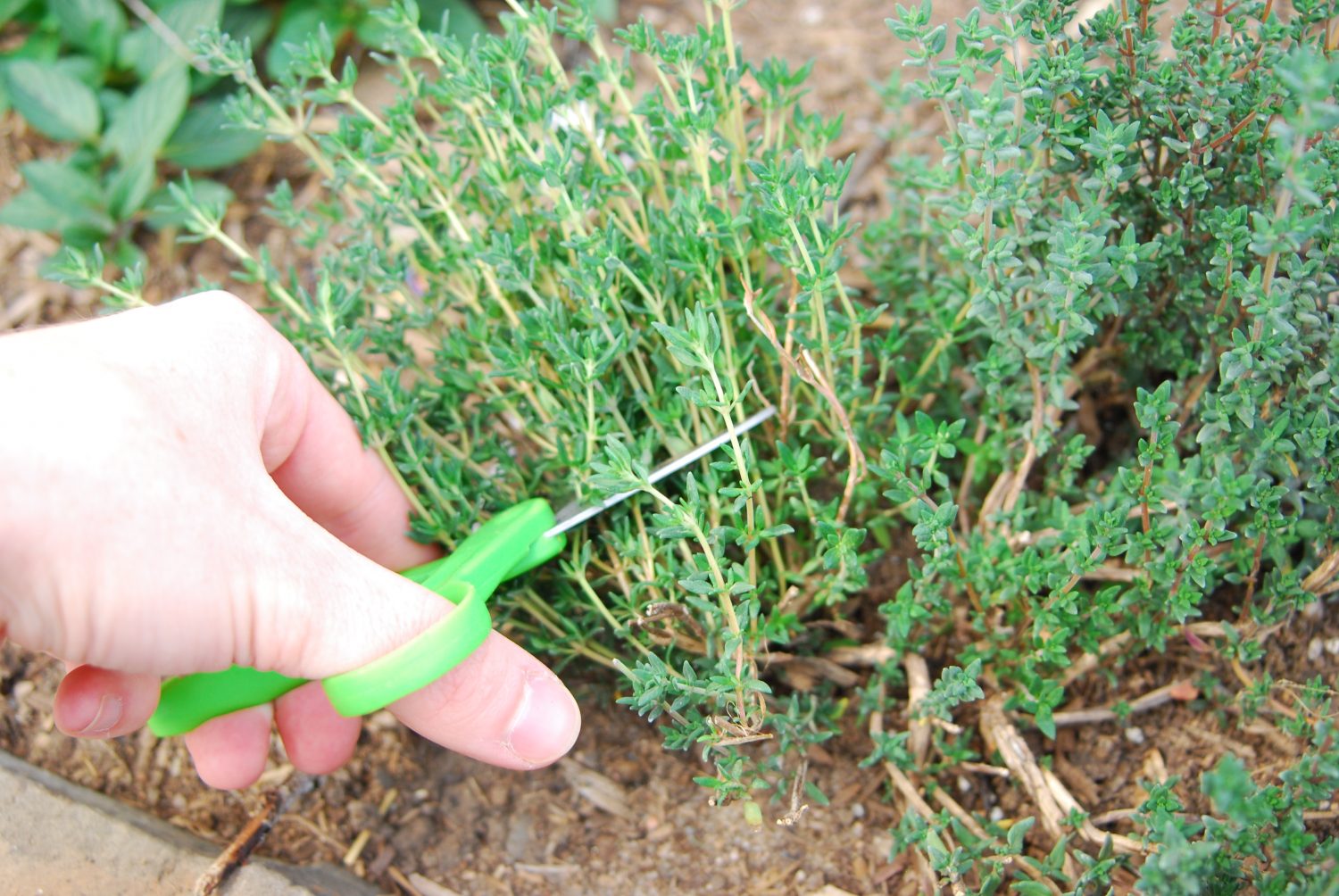 how to cut thyme on a thyme plant.