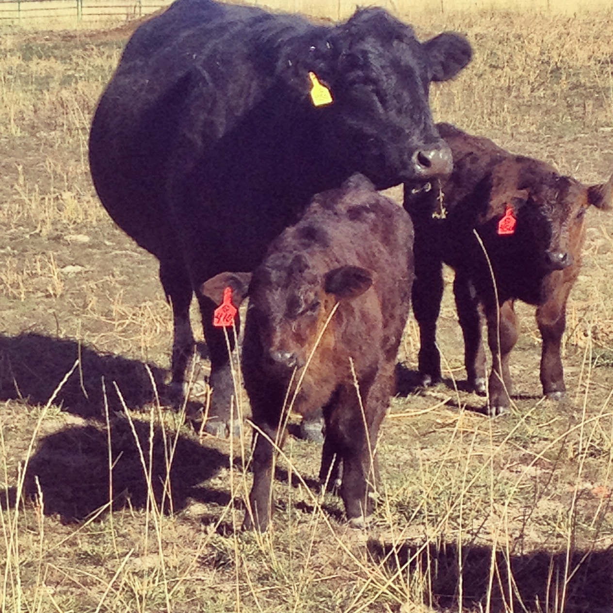 Mama and baby beef cattle