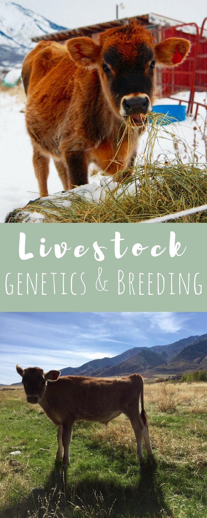 Check out this post on animal genetics and breeding for livestock to get valuable information you'll need when considering breeding livestock on your hobby farm or homestead. Breeding livestock correctly is essential to having healthy, productive animals!
