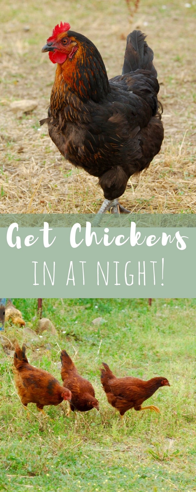 How I get my free range chickens to come in at night by themselves every time. All I have to do is close the coop door. So easy!
