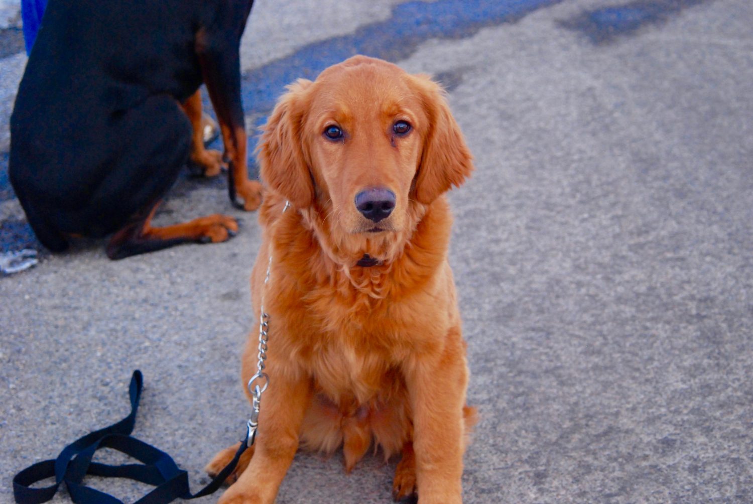 Front view of a golden retriever puppy.