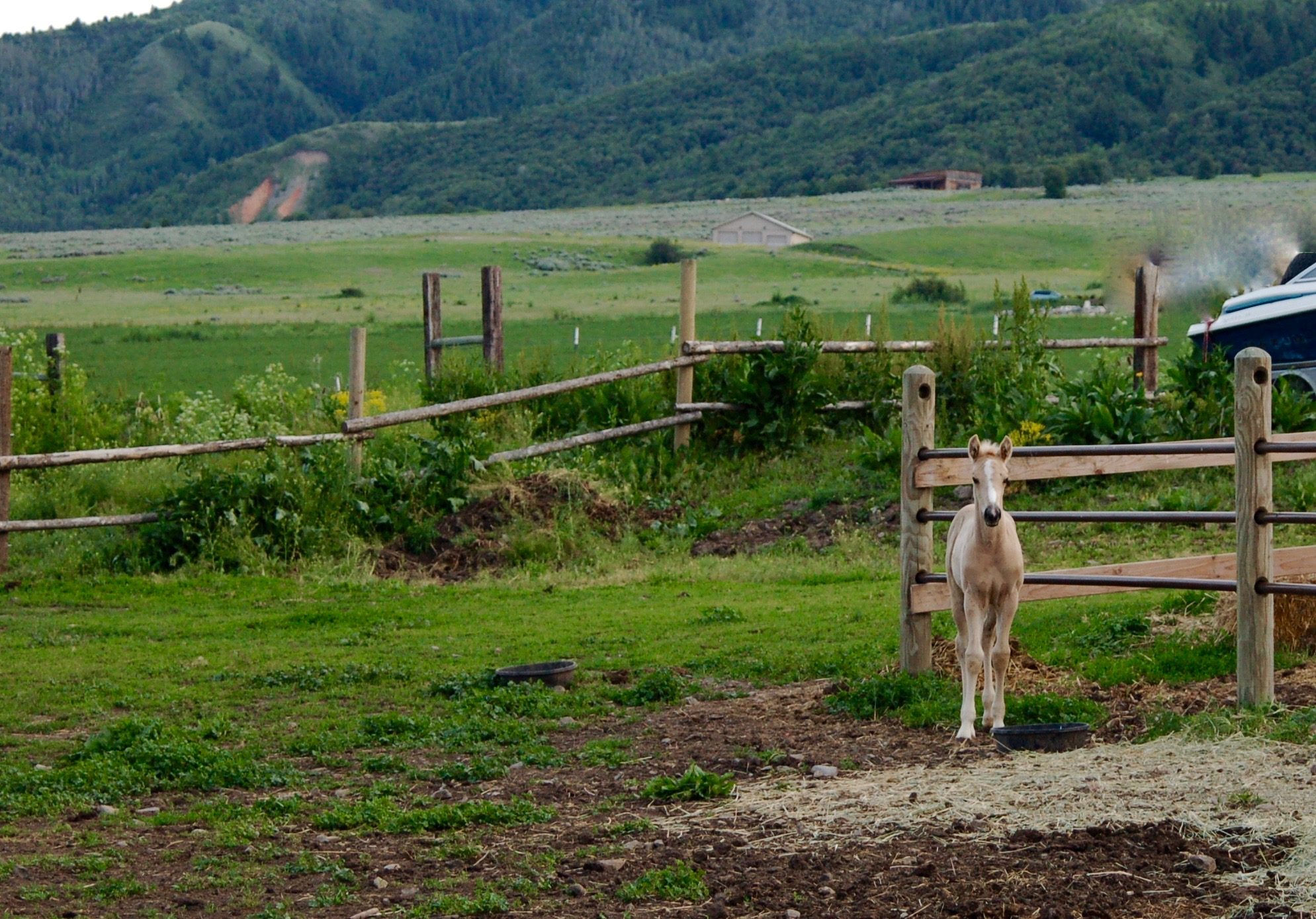 Small palamino foal in a pasture next to green mountains.