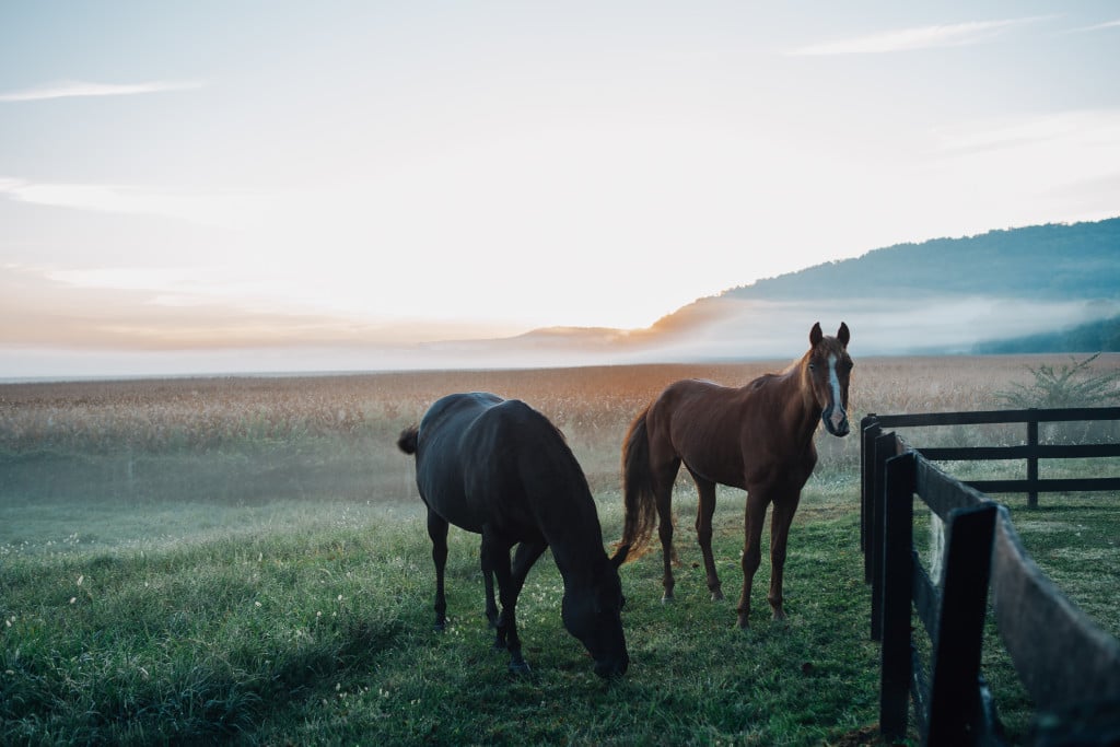 Having trouble keeping your senior horse in good condition? Get nutrition tips for senior horses in this article! Keep your aging horse healthy and happy!