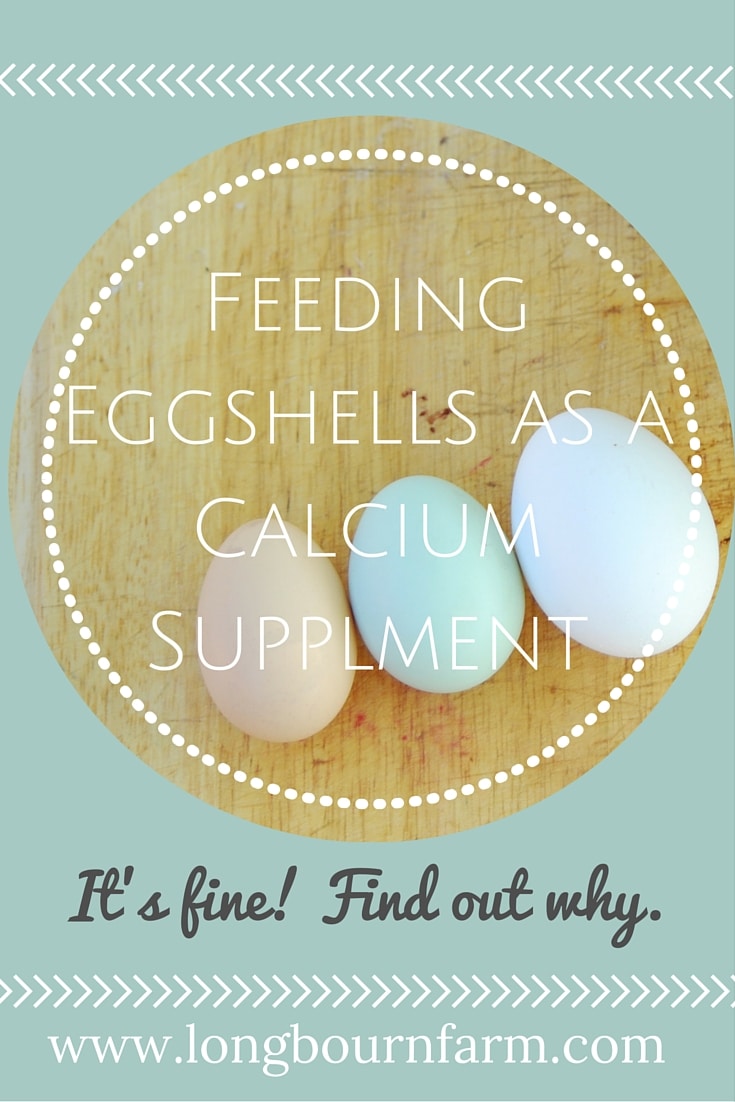 Have you ever wondered if feeding eggshells to chickens as a calcium supplement is ok? Short answer: Yes. Yes it is!