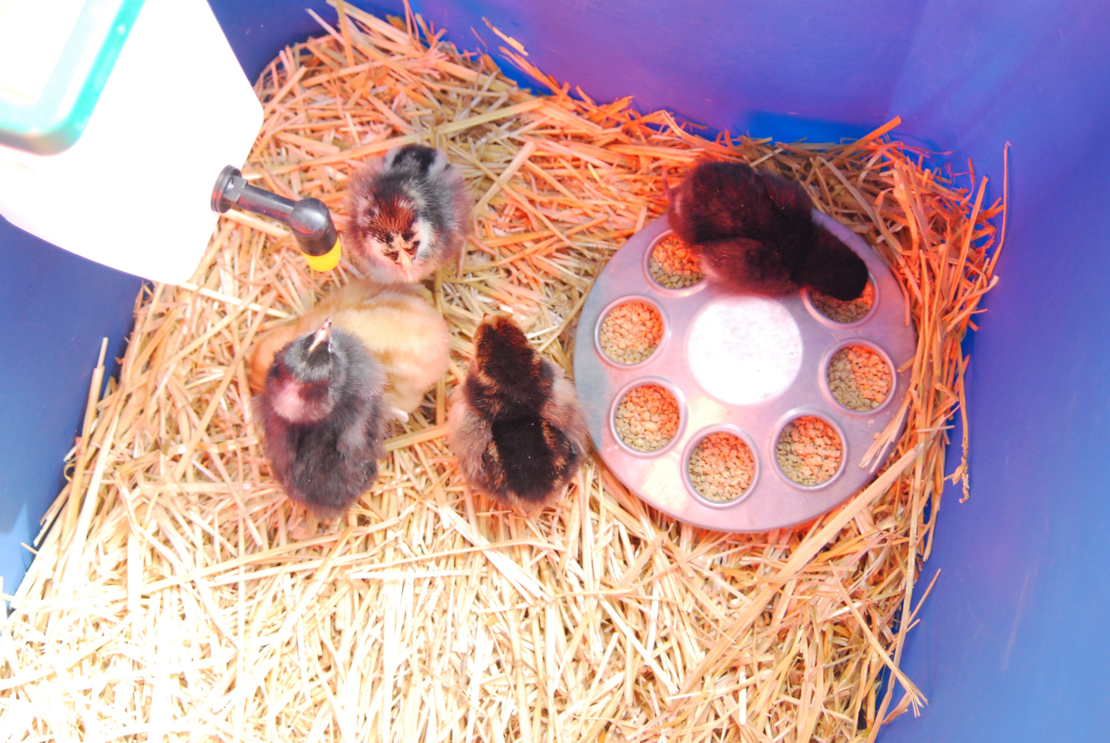 Chicks in brooder