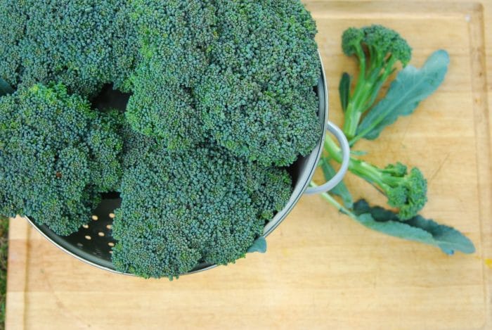 How to Harvest and Freeze Broccoli
