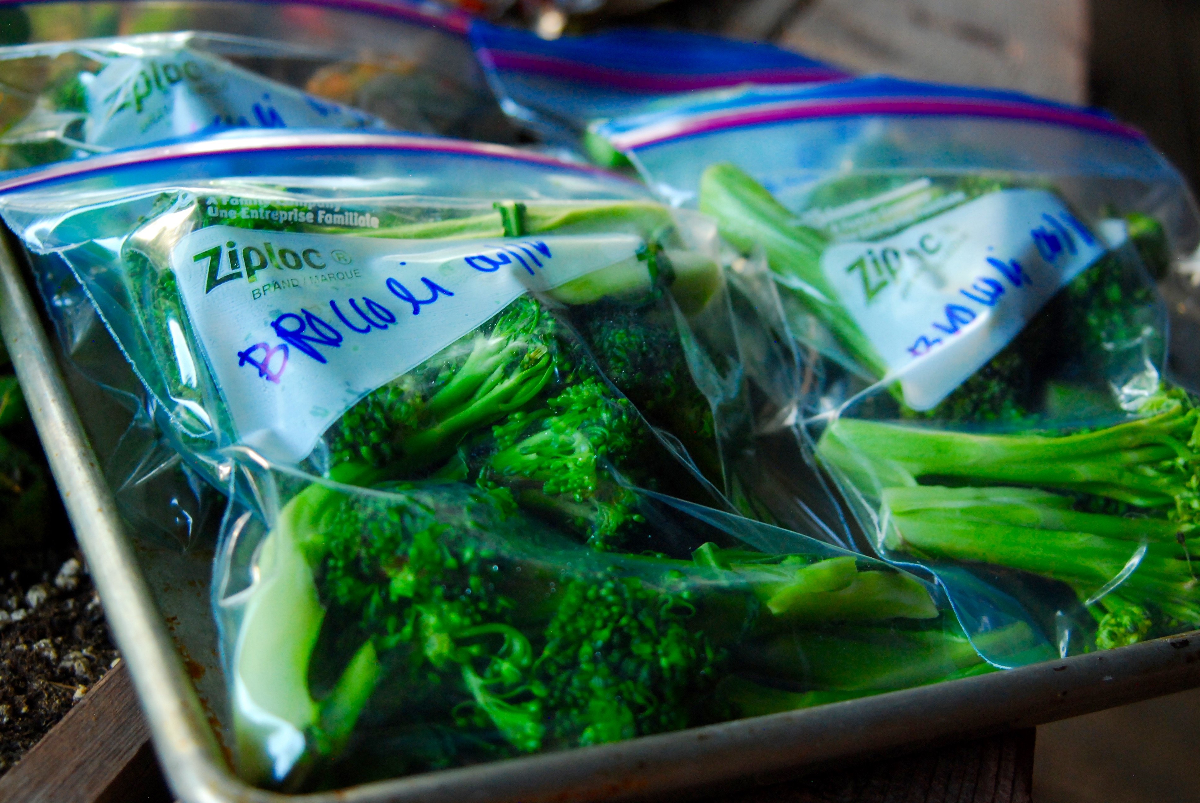 Broccoli ready for the freezer