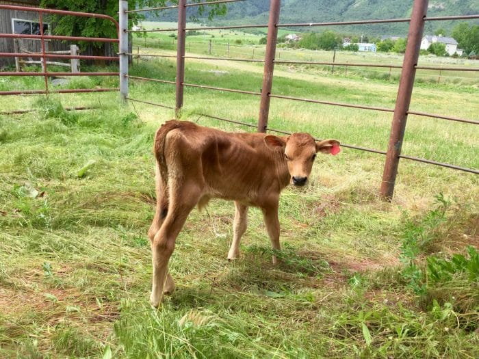 Side view of 4 week old calves.