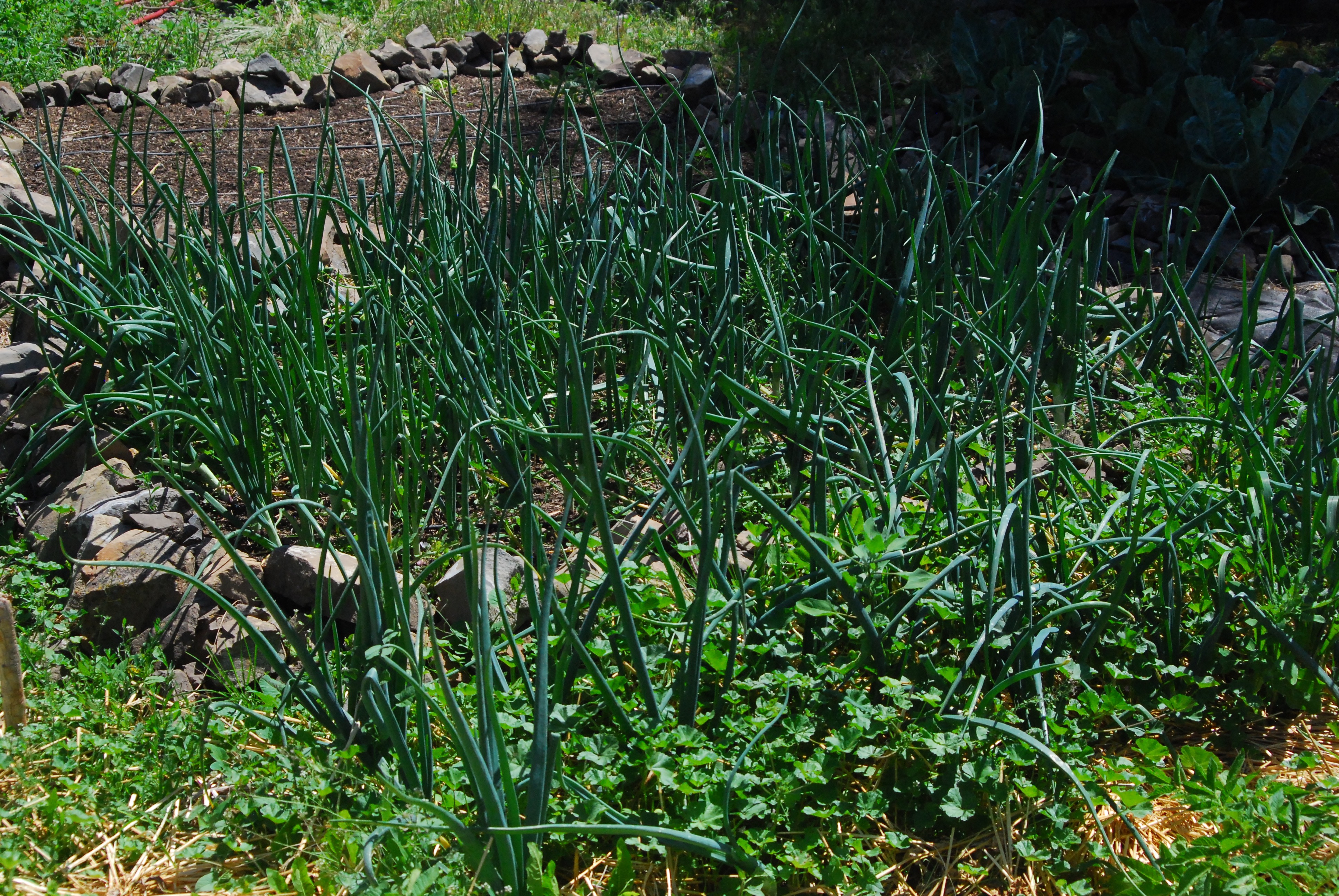 Onions in the Garden