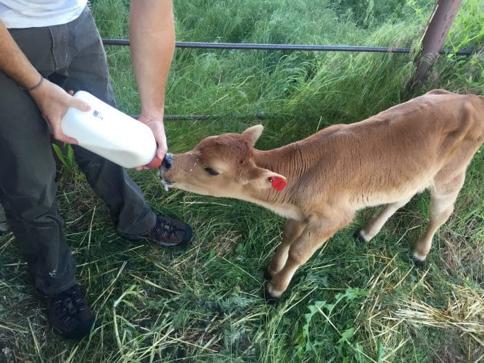 Calf eating out of a calf bottle.