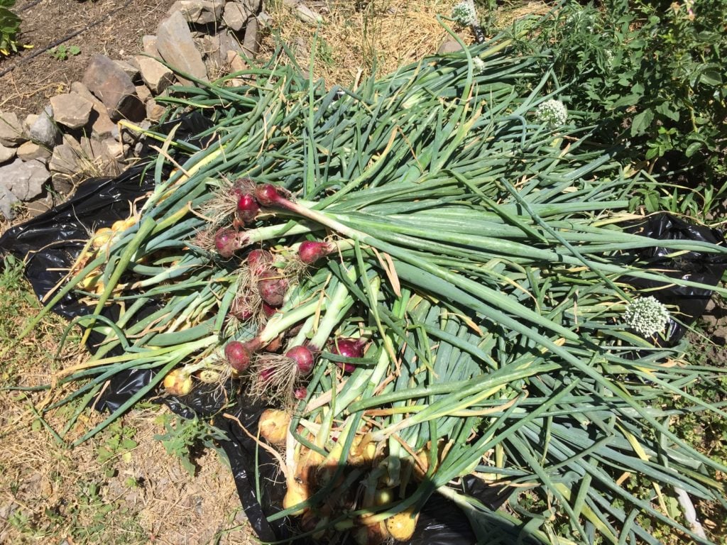 Harvesting onions is so easy, and storing onions is so easy too! Easy to follow steps so you can enjoy your harvest for months!