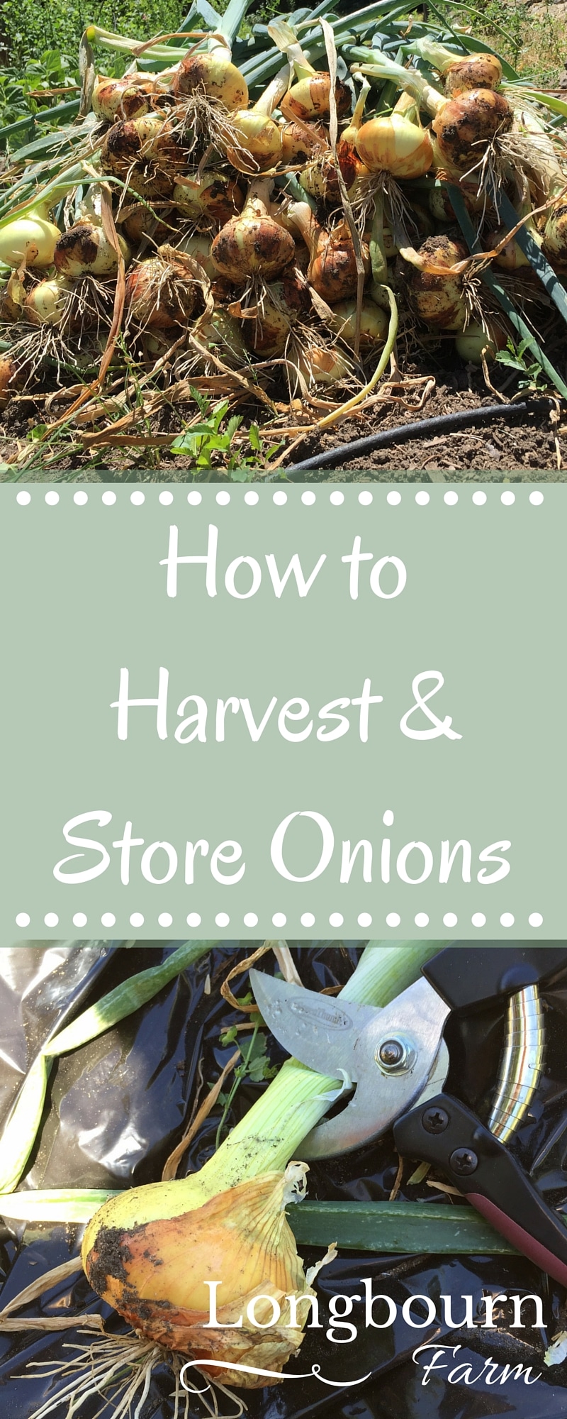Harvesting onions is so easy, and storing onions is so easy too! Easy to follow steps so you can enjoy your harvest for months!