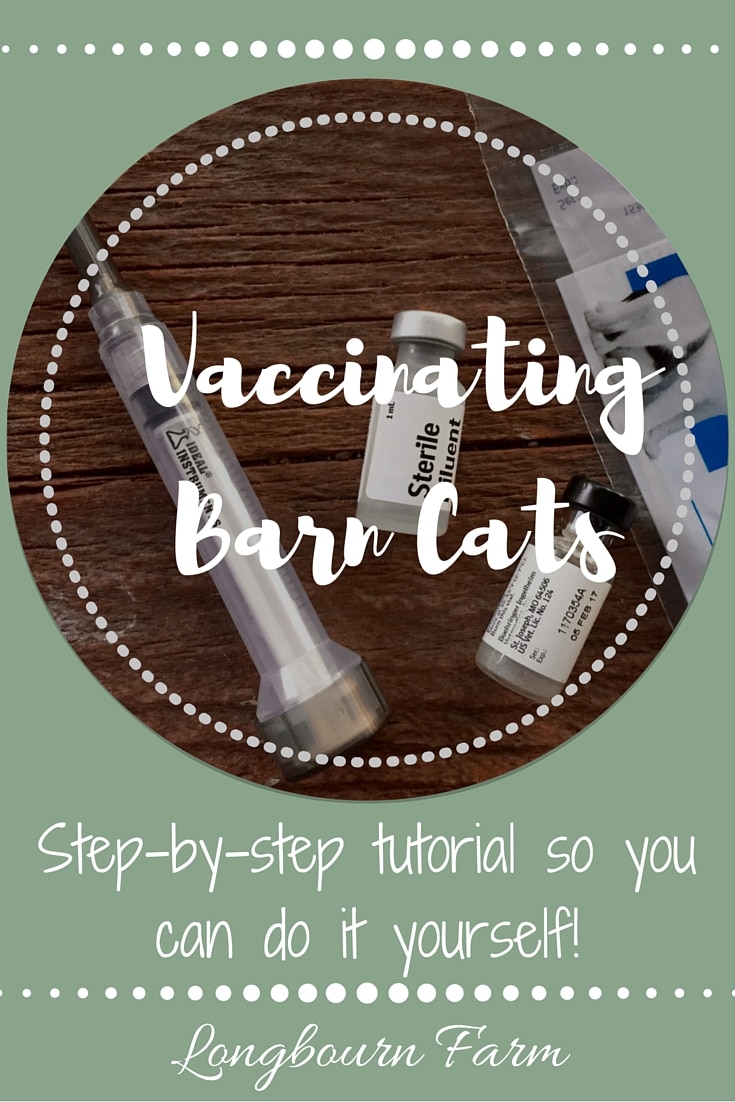 Vaccinating barn cats yourself isn't hard. You can pick up vaccine from your local feed store and with a few simple instructions, you'll be a pro!
