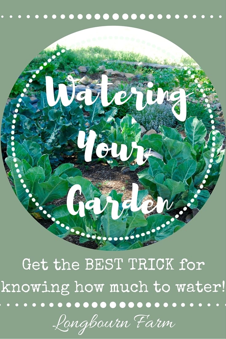How often should I water my garden? Get the only watering trick you'll ever need to ensure your garden is productive and you're using your water wisely!