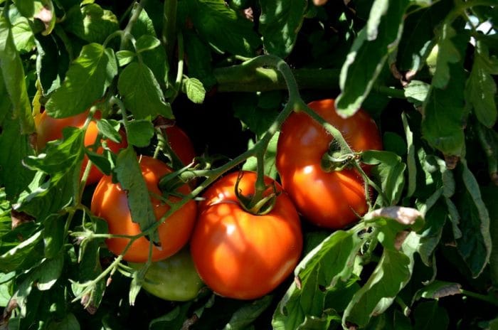 Group of large tomatoes hanging on the plant.