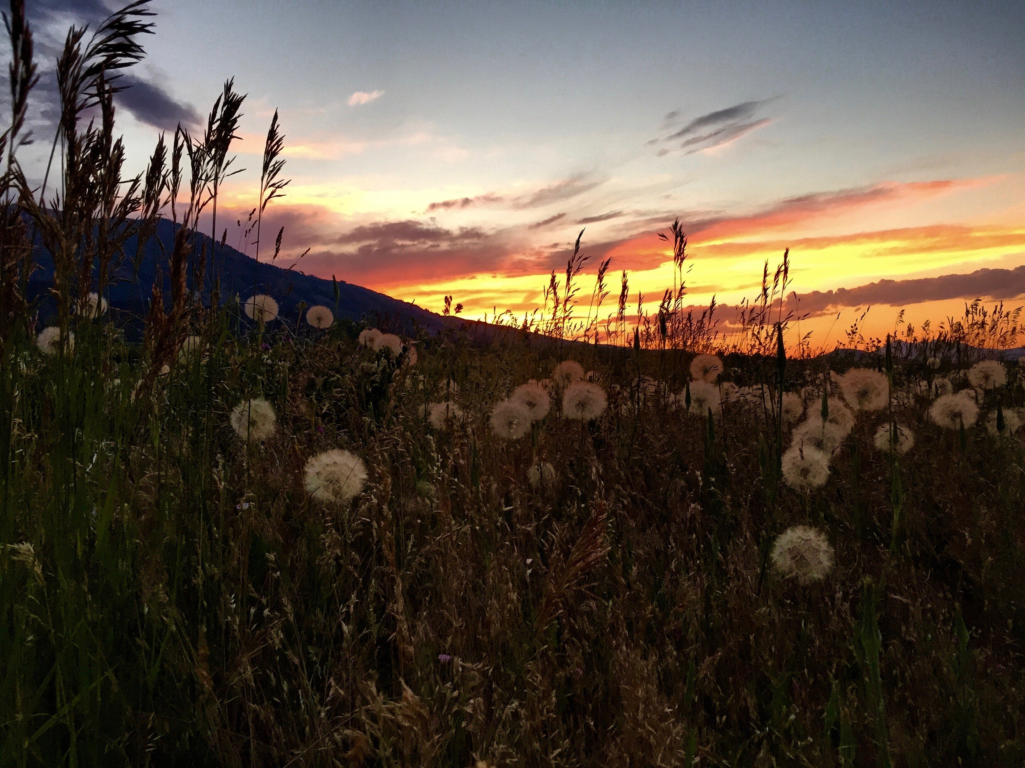Sunset and dandilions