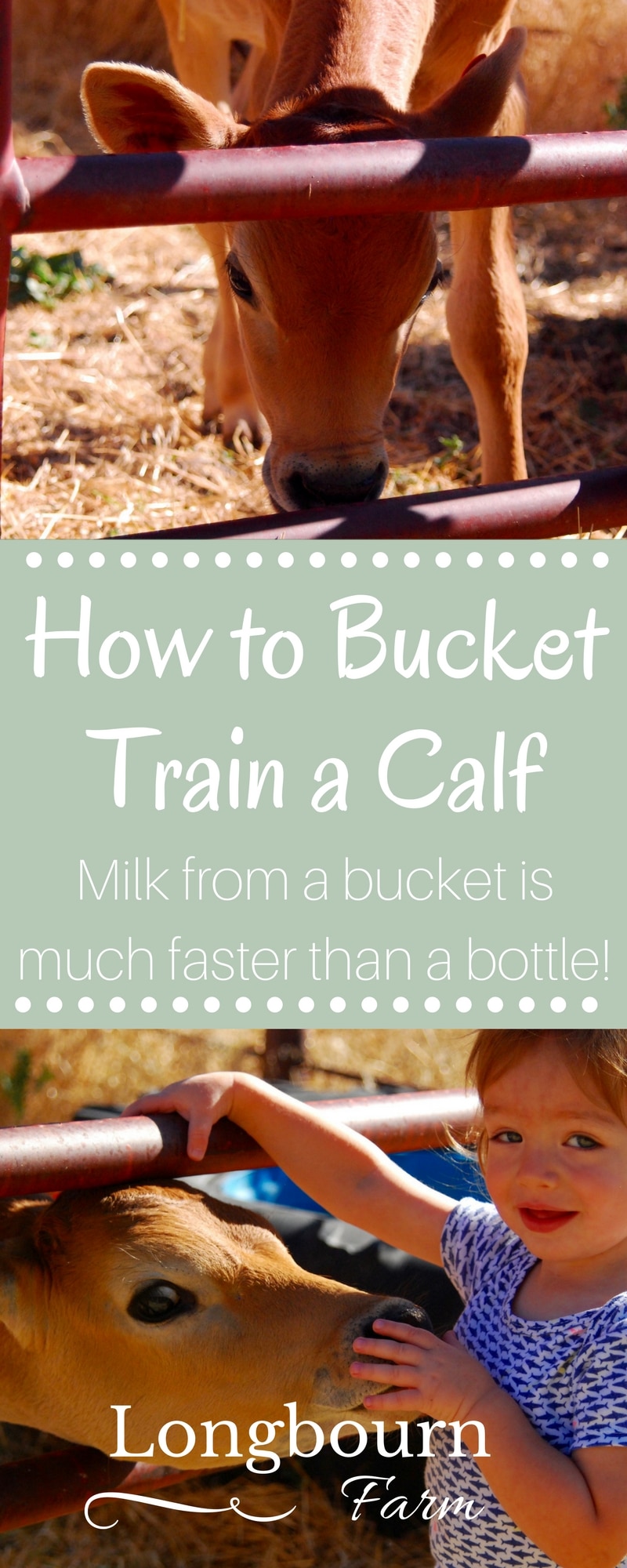 Learn how to bucket train a calf to make feeding time easier! It's easy and simple to do, just a few steps and your calf drinking from a bucket like a pro.