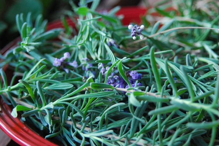 Close-up of freshly picked lavender on a red plate.