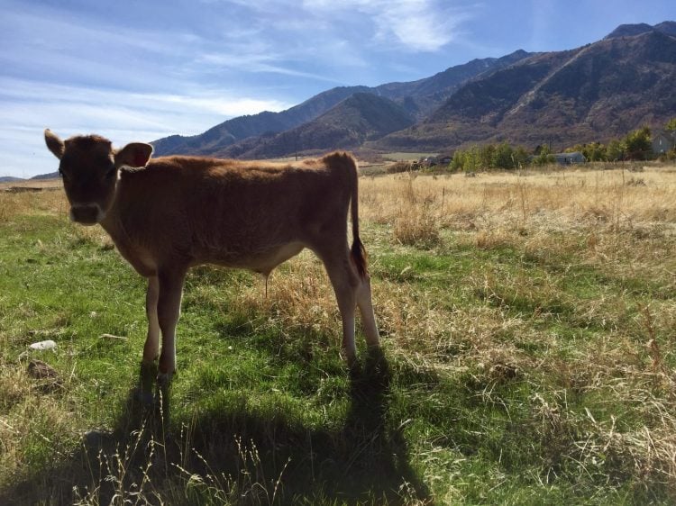 Check out this post for all the information you need on how to band a bull calf. It's really easy, humane, and quick to get done! Get the details.