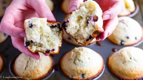 Breaking and easy blueberry muffin in half over a muffin tin full of blueberry muffins.