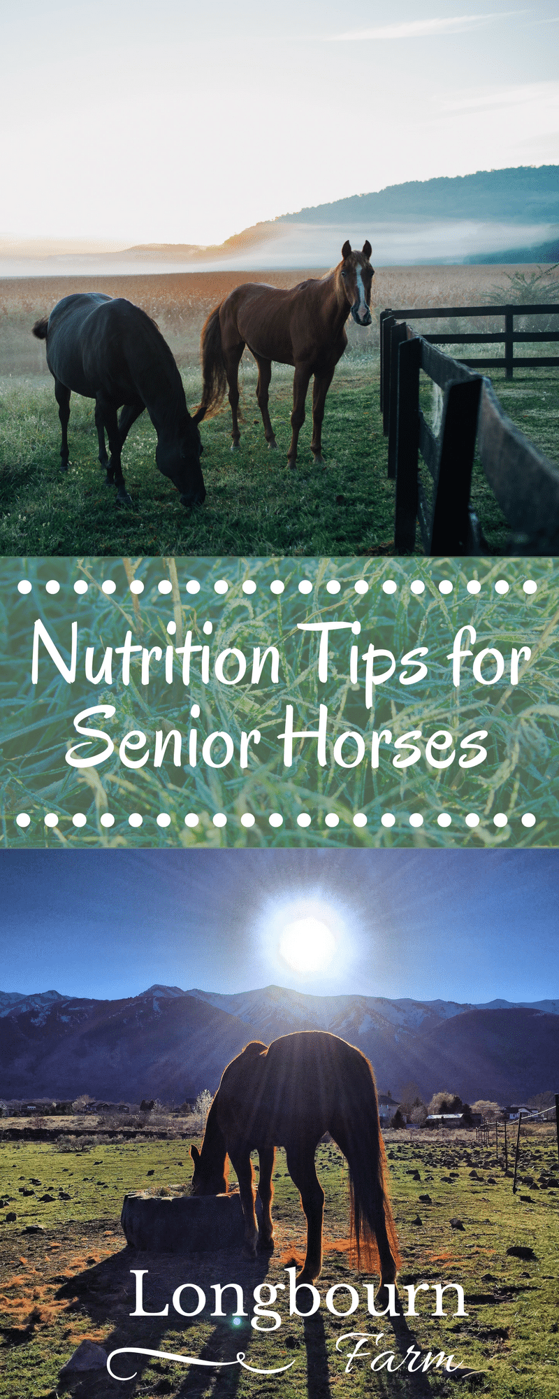Having trouble keeping your senior horse in good condition? Get nutrition tips for senior horses in this article! Keep your aging horse healthy and happy!