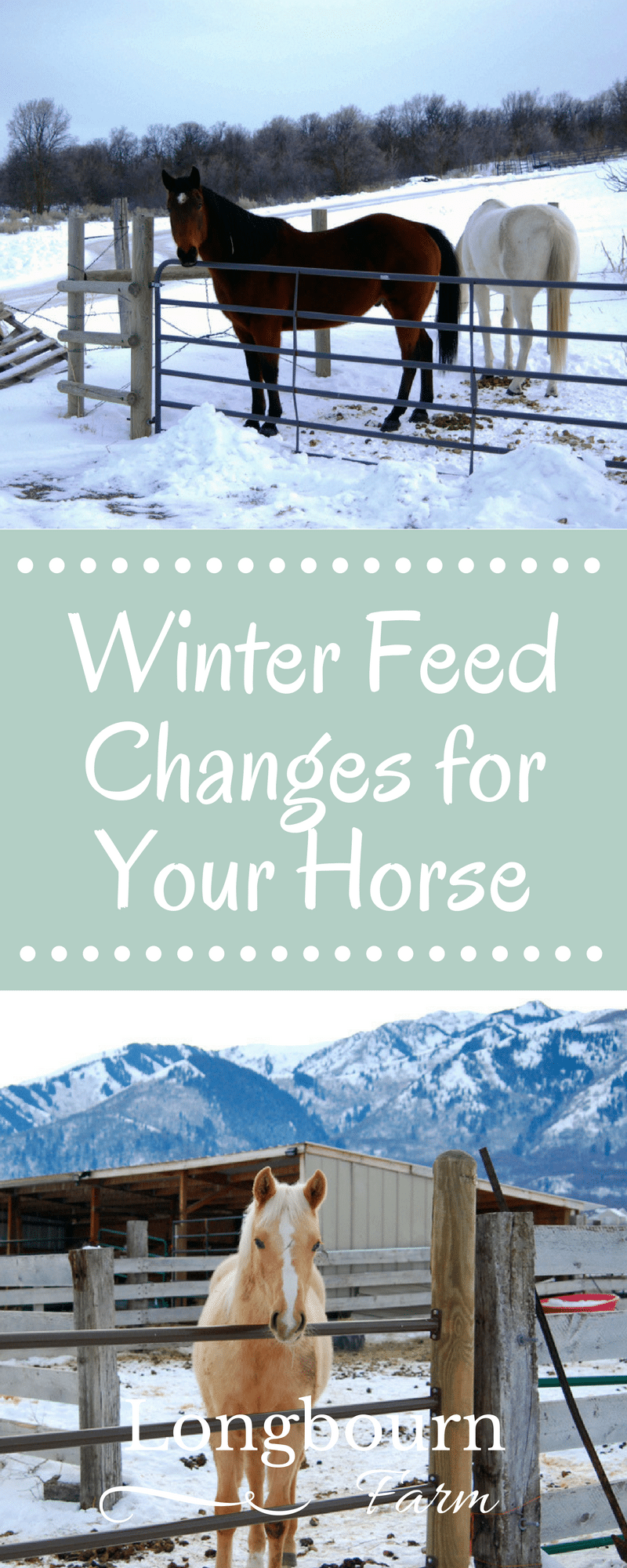 Diet changes for feeding horses in winter don't have to be huge or difficult, often small changes will set your horse up for success in the cold weather.
