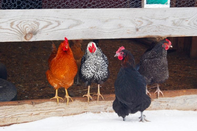 Chickens standing in the snow.