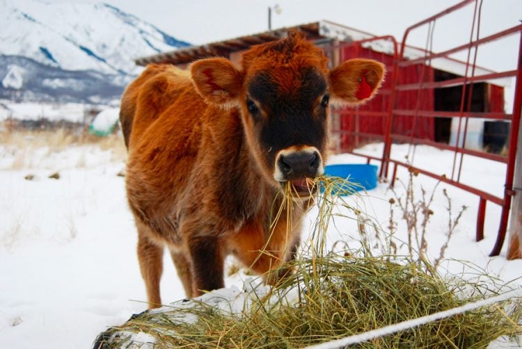 Steer eating hay in front of a red shed.