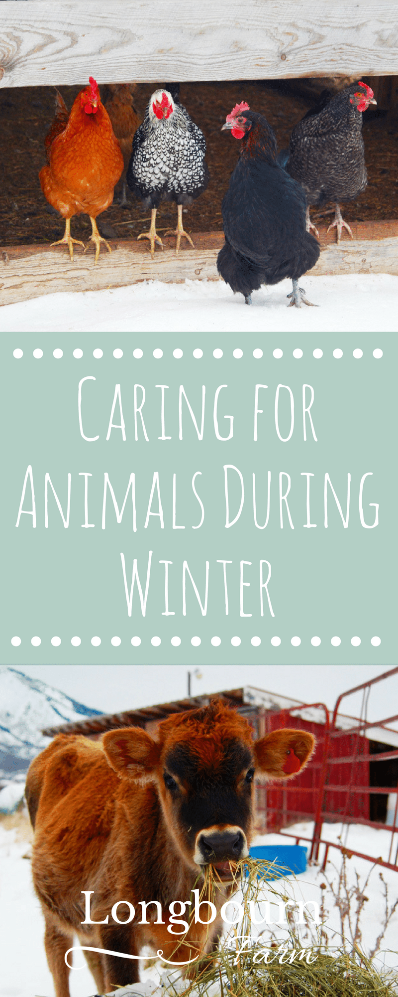 Caring for Animals During Winter takes a little more thought and effort, but it isn't hard. Read this post for tips on how to keep yours comfy this winter!