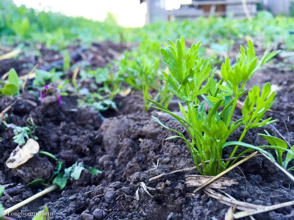 How to prepare your garden soil!