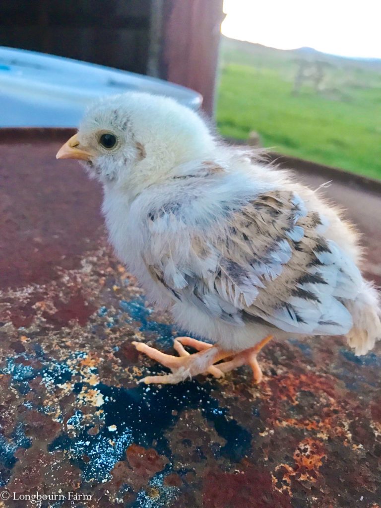 Baby Chick!