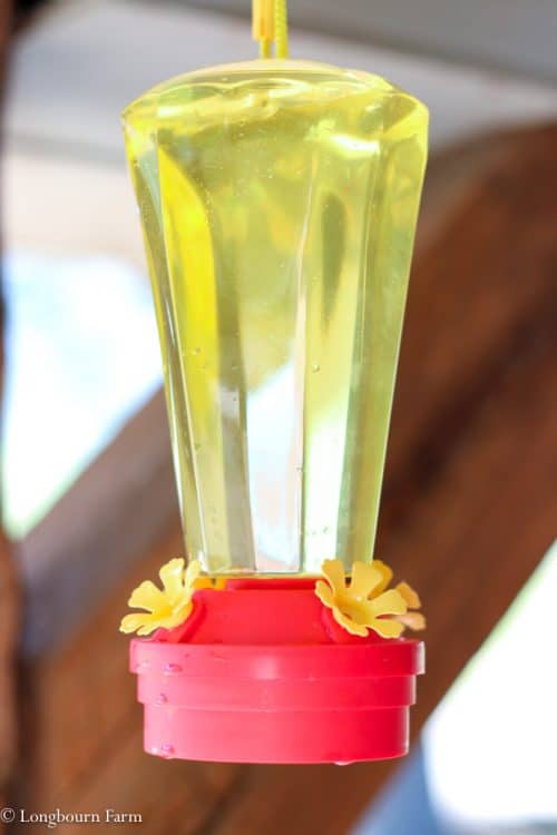 How to Make Hummingbird Sugar Water (Ratio & Tips!)