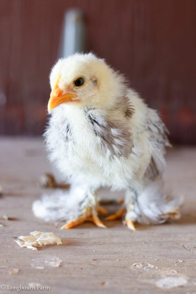 White bantam chick with furry feet.