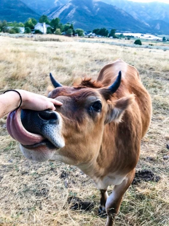 Angus the Steer licking my hand.