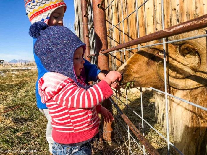 Kids feeding an Icelandic ram through a cattle panel fence. 