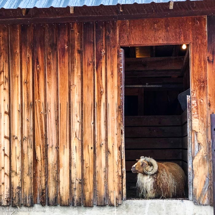 Icelandic sheep looking out of an old wooden barn door.