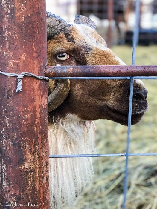 Icelandic ram looking sideways through a cattle panel fence. 