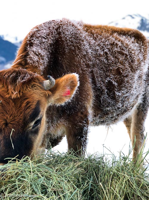 Jersey steer with frost on his coat eating grass hay. 