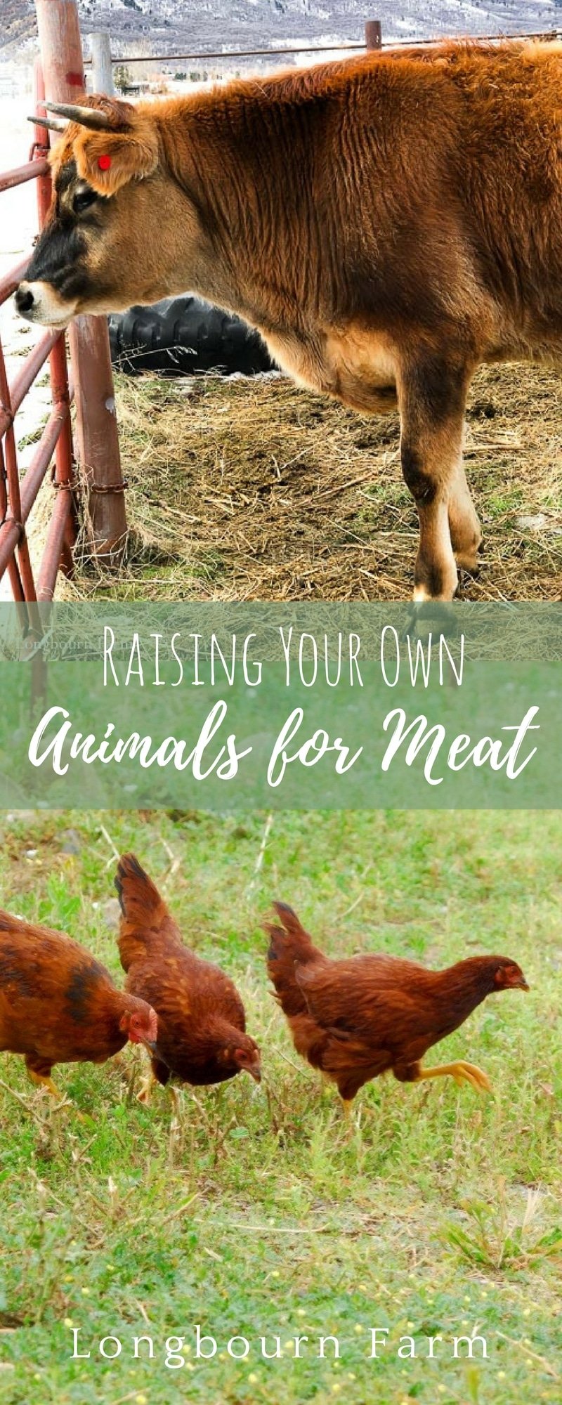 I often get asked how I am comfortable raising animals for food. Here is my long and honest answer about how we feel raising animals for food on our farm.