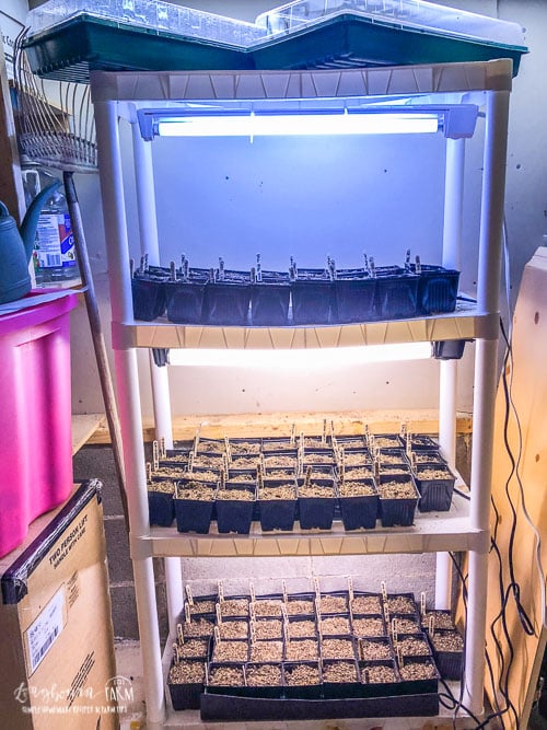 Shelving unit with lights on each shelf and seedlings growing beneath them. 