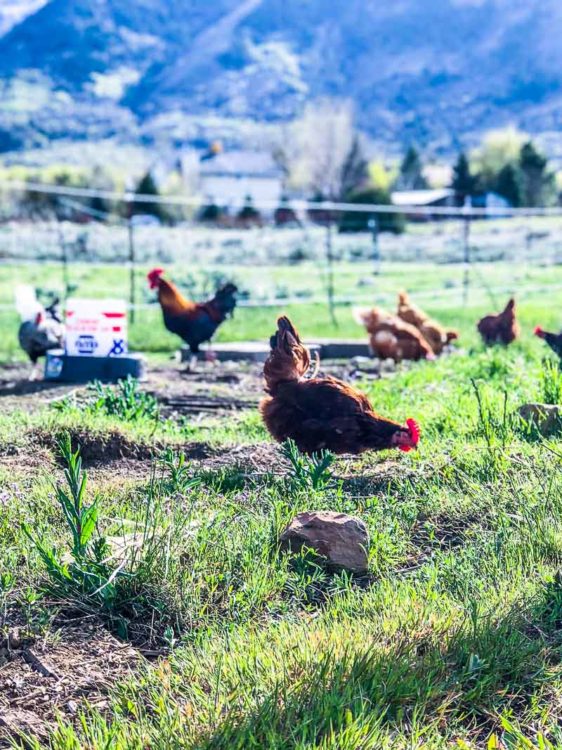 Rhode Island Red hen pecking the ground in a pasture.