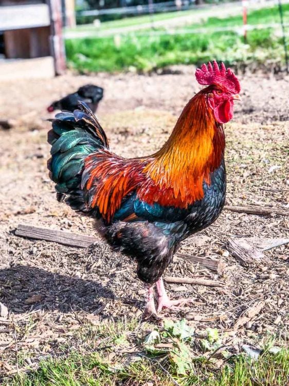 French Black Copper Maran rooster, side view.