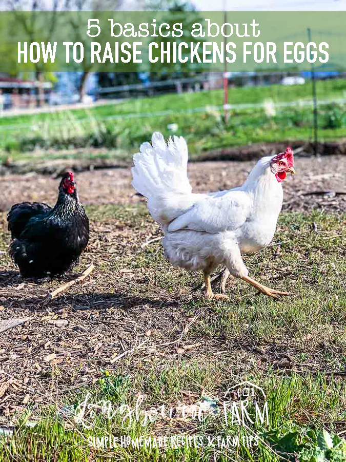 Learning how to raise chickens for eggs and adding laying hens to your small farm or backyard is fun and exciting! It is so satisfying to collect eggs from your own hens and use them in your kitchen. There are a few basics to understand before starting your flock so you can be successful. #chickens #backyardchicken #hobbyfarm #longbournfarm #smallfarm #homestead #chickens #hen #layinghen