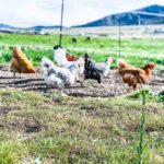 Raising chickens for eggs, a flock of chickens pecking the ground in a pasture.